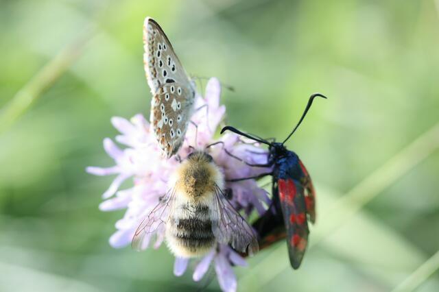 Völkerverständigung, bei den Insekten klappt es