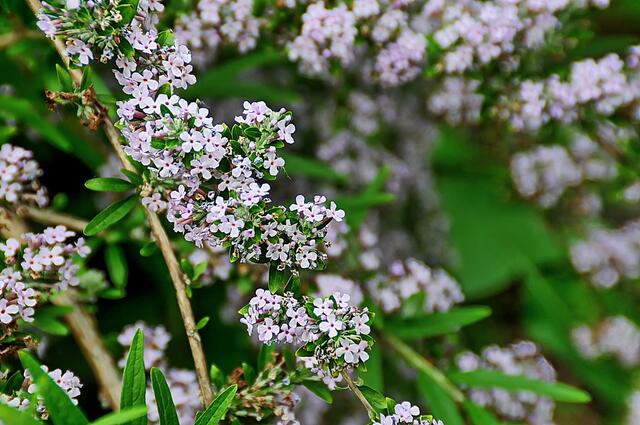 Schade, dass ein Bild nicht den Duft der Blüten über das Internet schicken kann ...