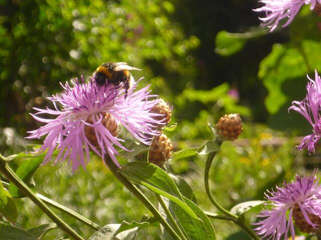 Erdhummel auf Flockenblume