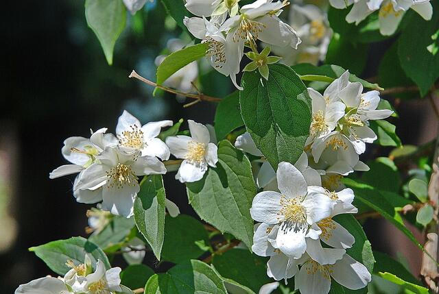 Jasmin - duftend & blütenweiß