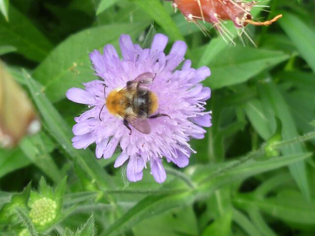 Ackerhummel auf Skabiose