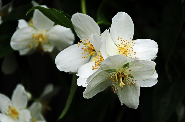 Jasmin - eine Blüte ganz groß ...