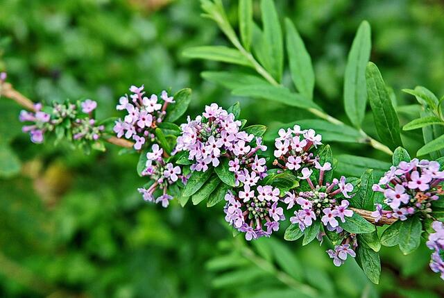 Die winzigen Blüten warten auf die Schmetterlinge ...