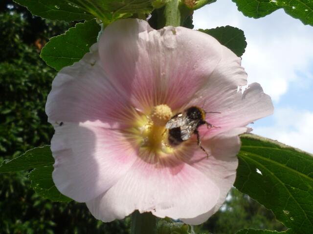 Steinhummel auf Stockrose