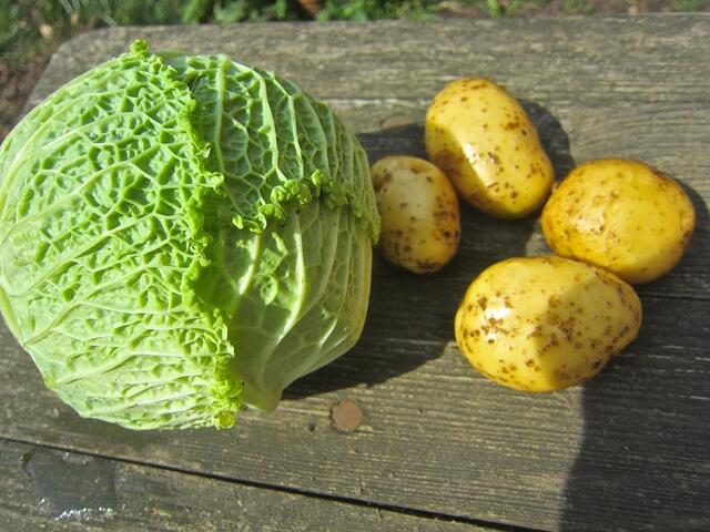 Frischen Wirsingkohl kaufen oder ernten - die äußeren dunklen Blätter entfernen