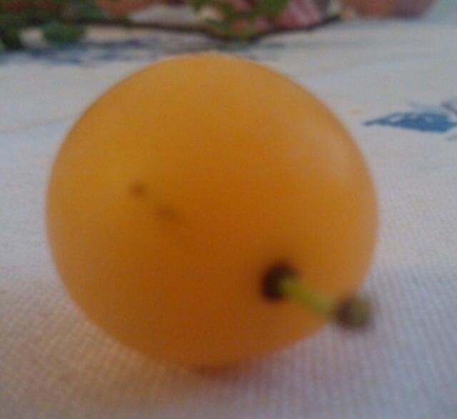 Frucht (sorry, leider etwas unscharf)