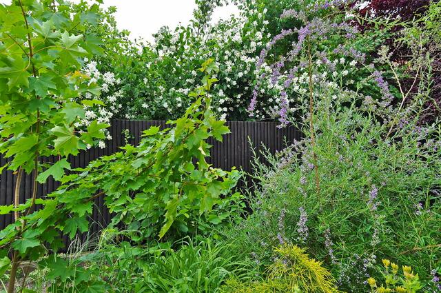 Alles blüht in der Hecke: Jasmin & Sommerflieder