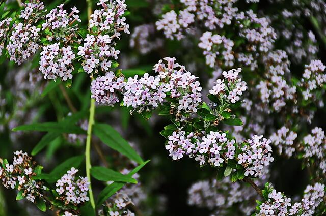 Schön, dass sie nächstes Jahr wieder blüht ...