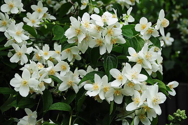 Jede Jasminblüte sucht einen Platz an der Sonne ...