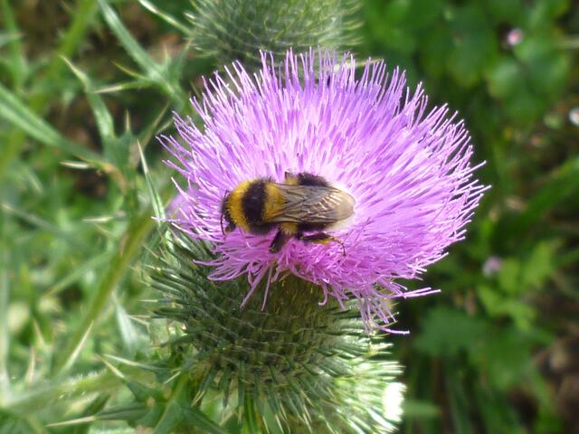 Erdhummel auf Kugeldiestel