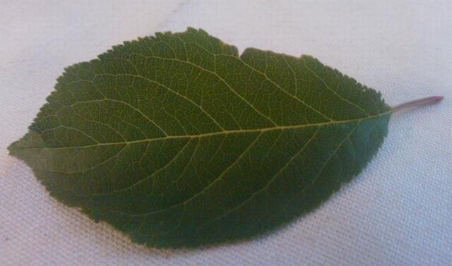 Blatt