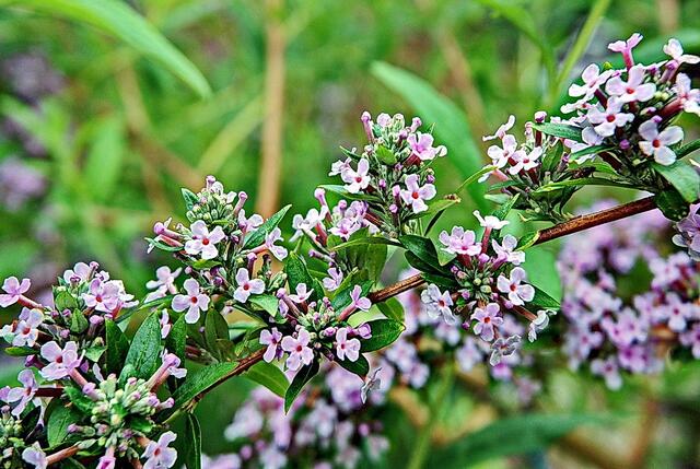 Sommerflieder (Buddleja) auch Schmetterlingsflieder genannt