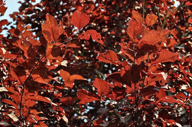 Überragt unsere Hecke: die Rotbuche