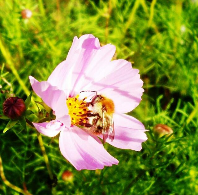 Biene an der Blüte