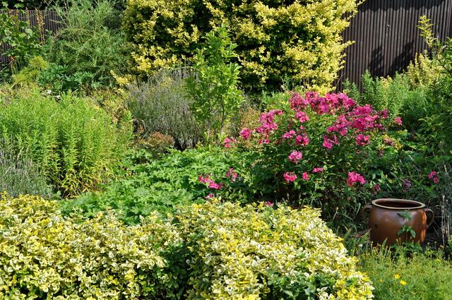 Liguster - auch eine Heckenpflanze in unserem Garten