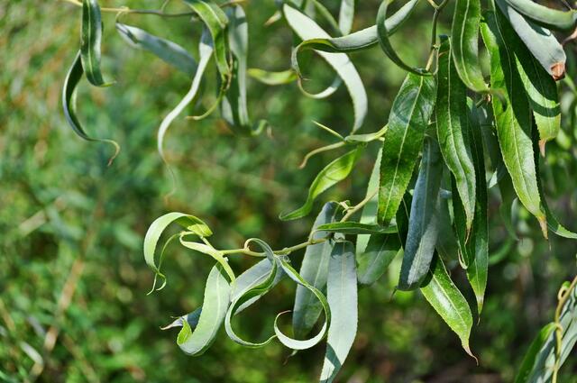 Schaut über die Hecke hinaus: die Korkenzieherweide
