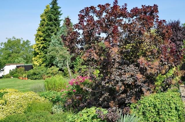 Auch der Perückenstrauch fühlt sich in der Hecke wohl.