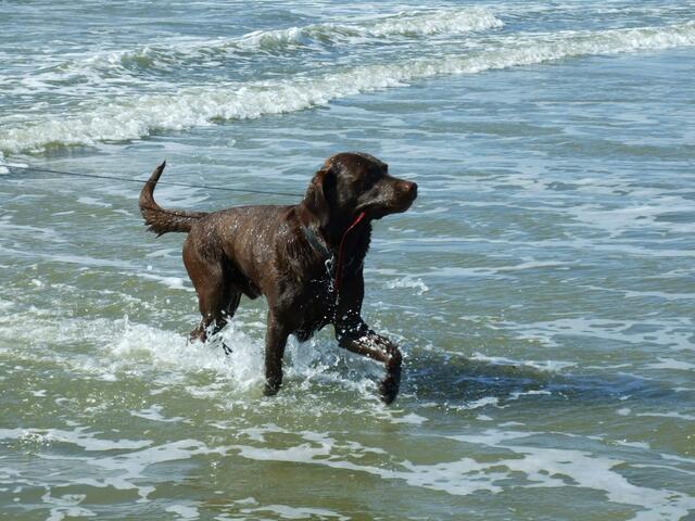 Badespaß in der Nordsee ( Benni in St.Peter Ording)