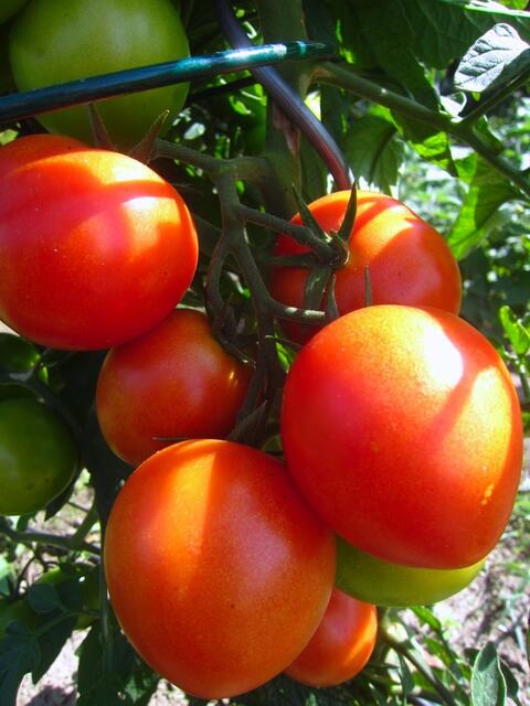 ... Tomaten ernten (oder einkaufen).
