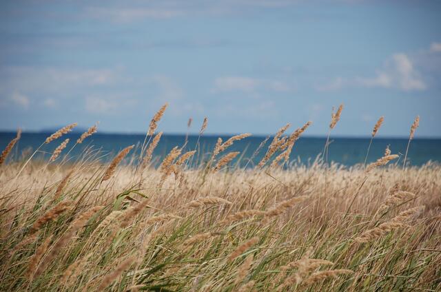 Gras im Sommerwind (an der Ostsee)