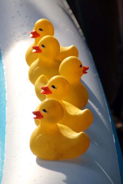 Am Rande des Enten-Bassins warten die wilden Enten auf den Start ... oh ... ein Irrläufer, äh, Schwimmer!