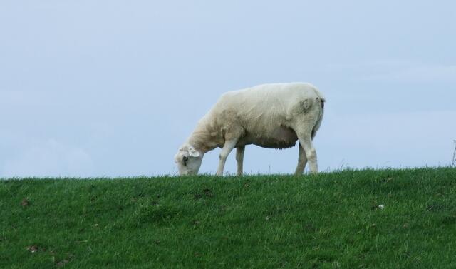Schaf mit Sommerfrisur