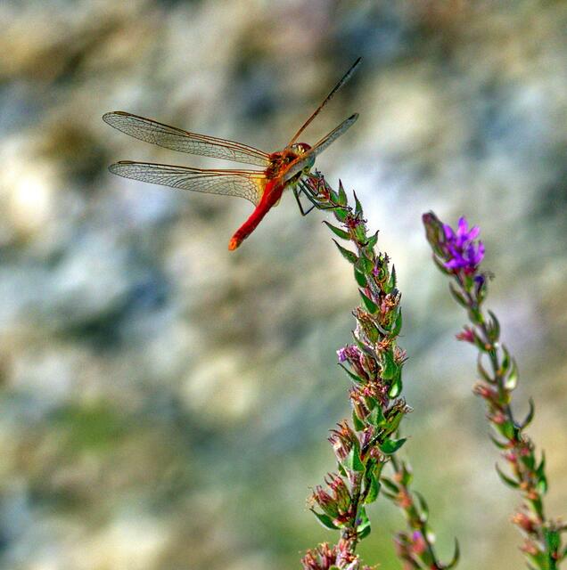 Rote Heidelibelle