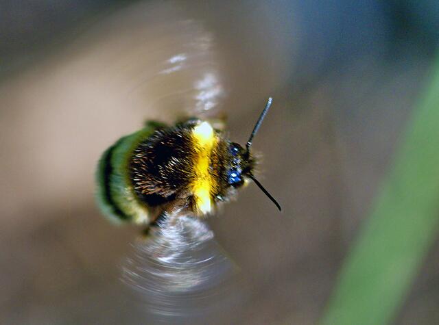 Hummelflug