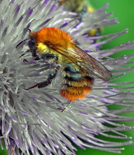 Wuschelhummel