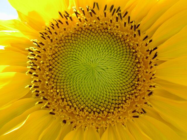 Sommer - Sonne - Sonnenblume