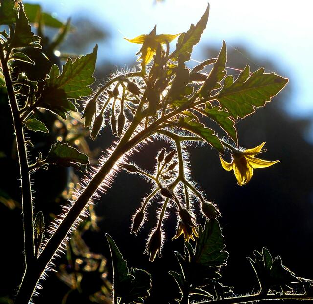 Blume im Gegenlicht