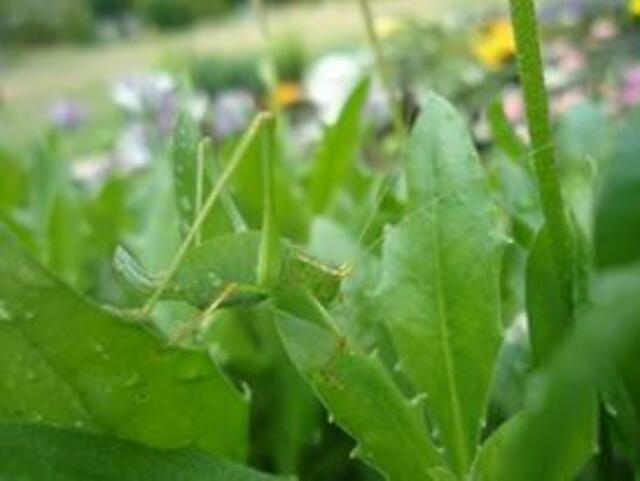 Natur pur