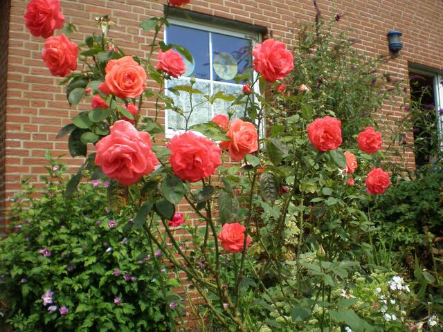 Eine riesige Rose in meinem Garten!