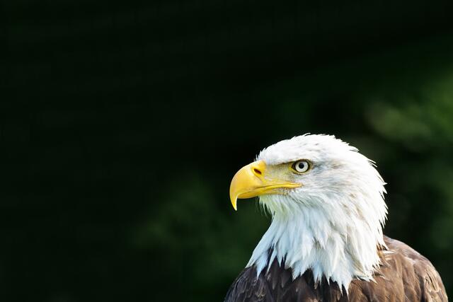 Der Blick
