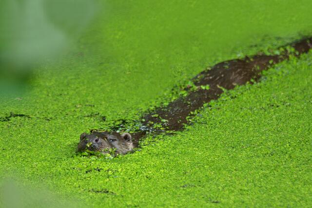 Otter on Tour.