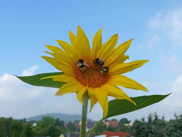 Sonnenblume mit Gästen