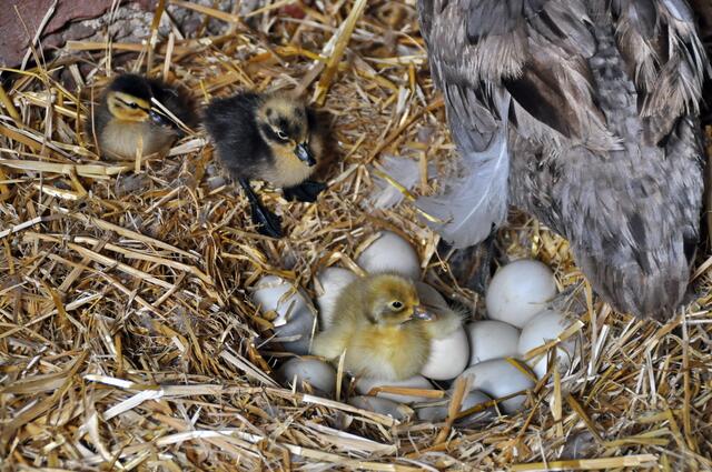 Warten auf die nächsten Küken ...