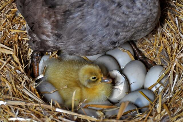 Laufentenküken Nr. 1 ist da !!!