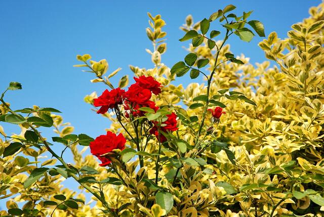 ... & mit Rosen im Liguster hört meine Sommer-Hecken-Geschichte auf ...