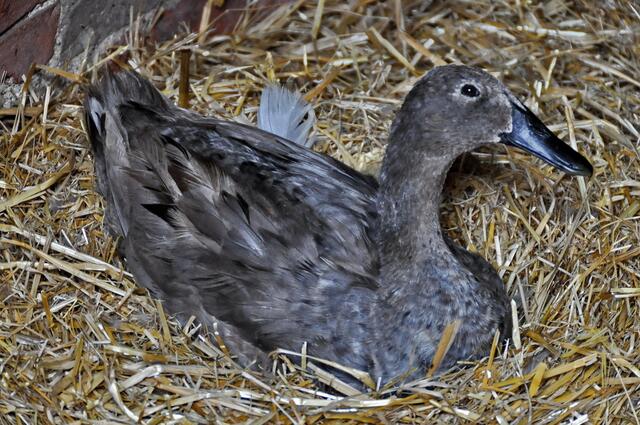 Mama Laufente namens Emilia