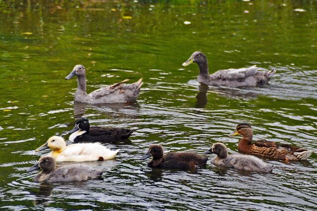Leider sind wir nur noch sechs. Dafür wachsen wir jeden Tag ein Stückchen mehr ...