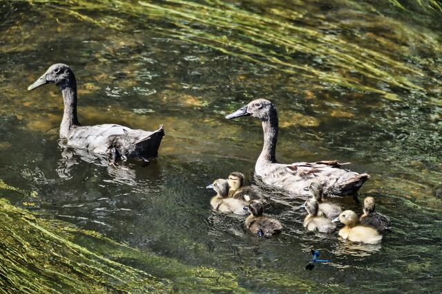 Sieben auf einen Streich und es geht raus auf die Fuhse ...