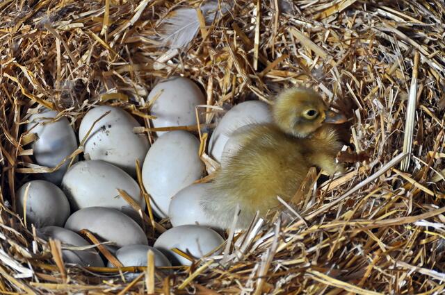 Ich mache dann mal einen Spaziergang ...