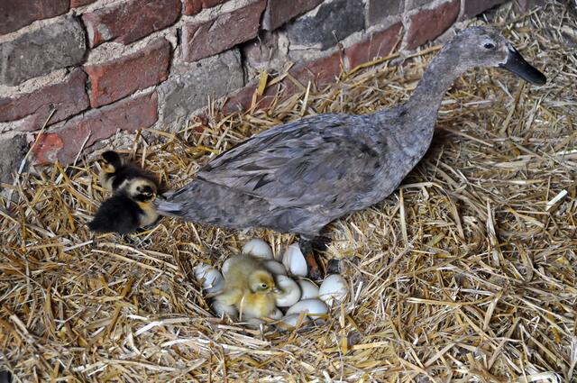 Nun sind es schon drei !!!