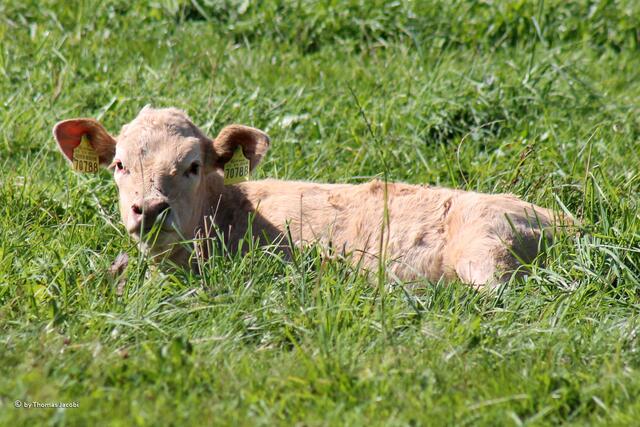 Und dieses Kalb erst ein paar Tage alt.