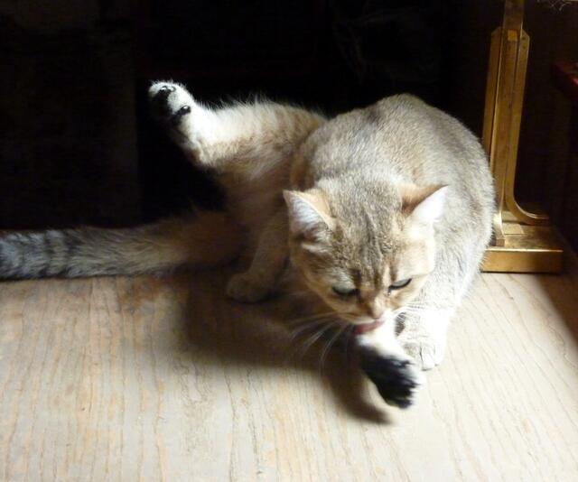Katzenakrobatik: Was ist vorne, was ist hinten?