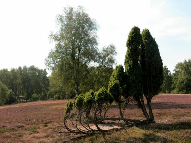 Heidelandschaft