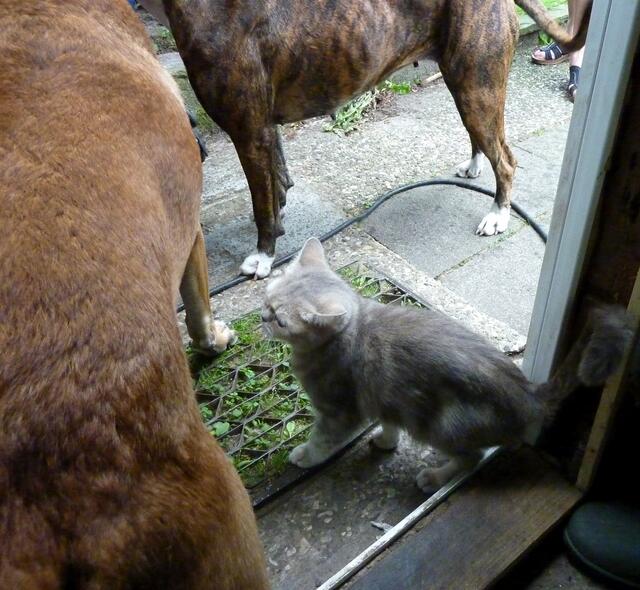 Hunde aus der Katzenperspektive