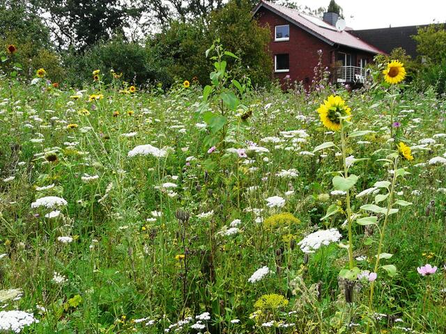 Bienenblumengarten