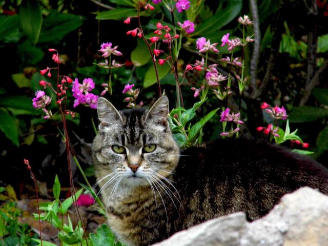 ... im "grünen" Miniland